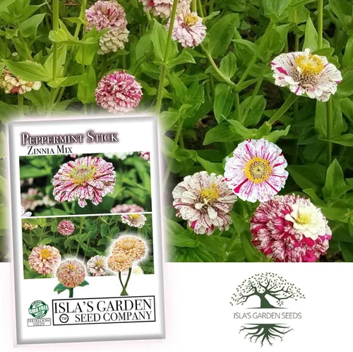 Miniatura 6 de Semillas de zinnia "Peppermint Stick" para plantar, más de 100 semillas de flores por paquete, semillas de jardín de Isla