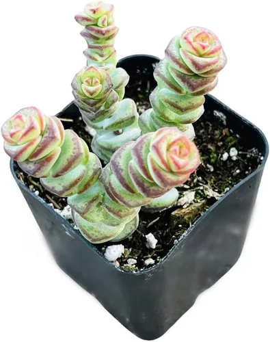 Miniatura 2 de Plantas suculentas vivas de USKC (Graptopetalum Superbum de 2 pulgadas)