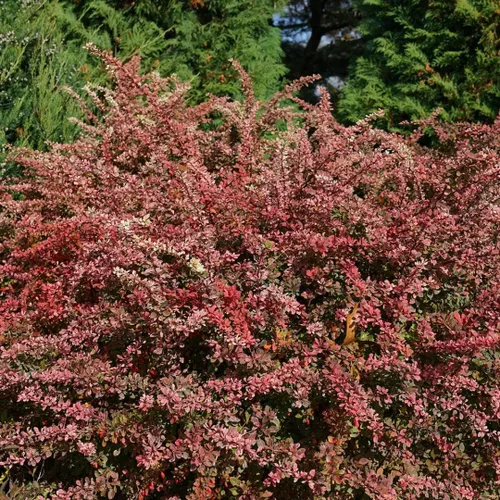 Miniatura 3 de Sunjoy Sequins® Berberis thunbergii PPAF - Ganadores probados - Maceta de 4