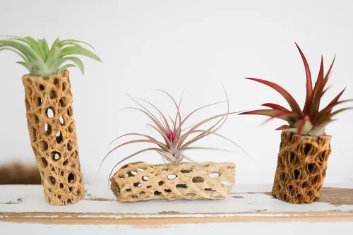 Miniatura 2 de Air Plant Shop Paquete de 12 recipientes de madera Cholla natural de 6 pulgadas con plantas de aire surtidas de Tillandsia, al por mayor y a granel