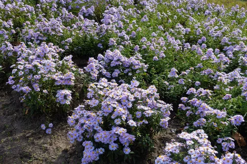 Miniatura 8 de 50 semillas de flor de Aster de Arroz (Aster tupido) Aster Dumosus