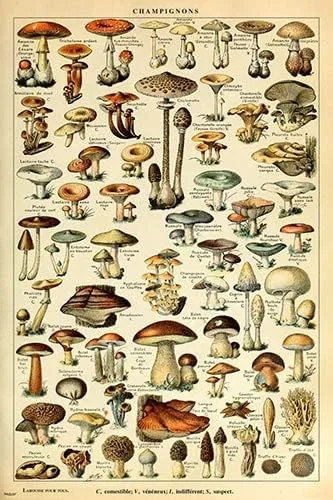Adolphe Millot - Póster de variedades de hongos, impresión francesa vintage para decoración del hogar (12 x 18 pulgadas)