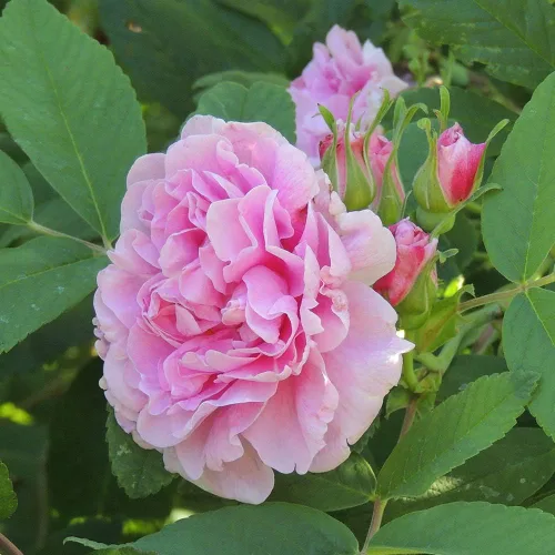 Miniatura 2 de Rosas de rugosa reliquia, planta de raíz propia viva para jardín al aire libre, Bugnet Thérèse, muy fragante, zonas de rusticidad: 3-10, floración