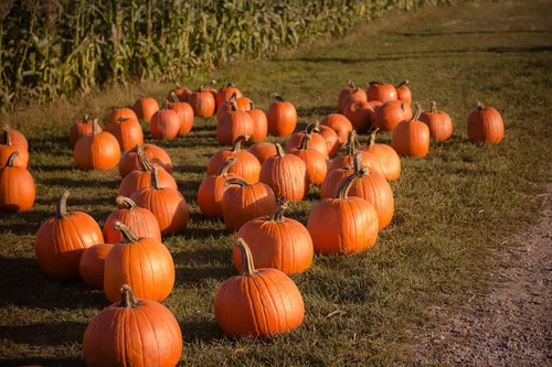 Miniatura 2 de Park Seed Capitán Jack - Semillas de calabaza híbridas – Variedad gigante en forma de barril alto para tallar, hornear y exhibiciones de otoño