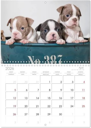 Miniatura 8 de Boston Terrier de colores 2022 (calendario mensual de pared 2024 11.7 x 16.5 pulgadas (abierto), calendario de 14 meses CALVENDO