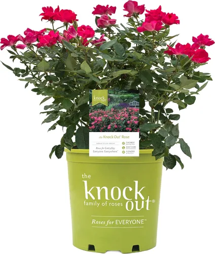 Miniatura 11 de Green Promise Farms Rosa Knock Out (Reblooming) Rose, contenedor tamaño 2, flores de coral