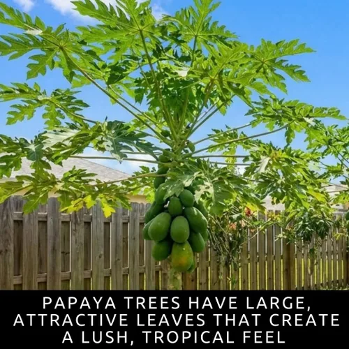 Miniatura 7 de 10 semillas de papaya enana para plantar, cultiva tu propio árbol frutal tropical en casa, patio o jardín - Sin OMG, de rápido crecimiento, frutas