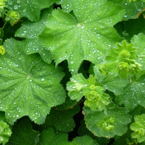 Miniatura 3 de Manto de Señora (Alchemilla vulgaris) - Paquete de 50 Semillas