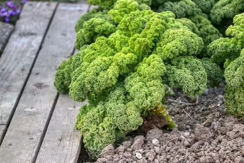 Miniatura 7 de Semillas de col rizada de dinosaurio - Repollo gigante - Vegetal de reliquia - Sin OMG
