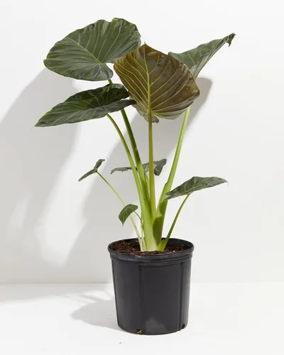 Miniatura 2 de Gardenera Mezcla para macetas de orejas de elefante de alta calidad, mezcla elaborada por expertos para un crecimiento óptimo de la alocasia y un