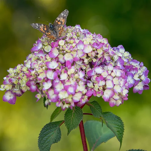 Miniatura 3 de Blooming & Beautiful - BloomStruck Hortensia de hoja grande - Verano sin fin - 3 galones - Mophead refloreciente rosa, azul y morado florece