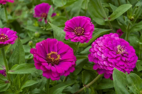 Miniatura 3 de TomorrowSeeds - Purple Prince Zinnia Semillas - Más de 200 unidades - Para plantar Zinnia Elegans púrpura Corte gigante y Come Again Lavender Violet