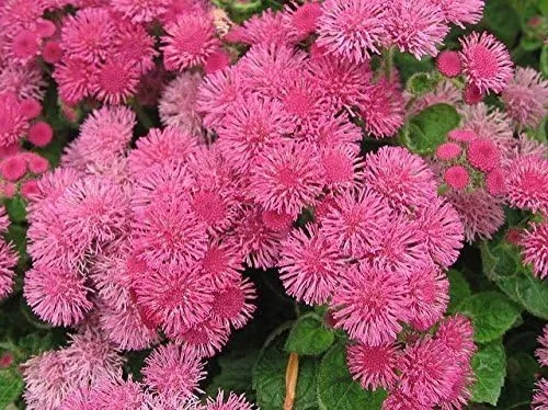 Semillas de flores de hilo dental, Ageratum houstonianum, nube nueve rosa-pel, variedad temprana (400 semillas)
