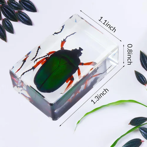 Miniatura 3 de 40 piezas de insectos en resina colección de insectos, pisapapeles, insectos reales en resina, varios espécimenes de insectos para niños