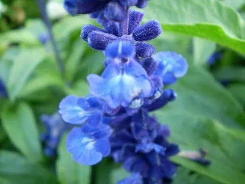 Miniatura 2 de 250 semillas de flores de salvia azul Salvia Farinacea