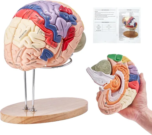 VEVOR Modelo de anatomía del cerebro humano de 4 partes con etiquetas y base de visualización, modelo anatómico del cerebro humano codificado por