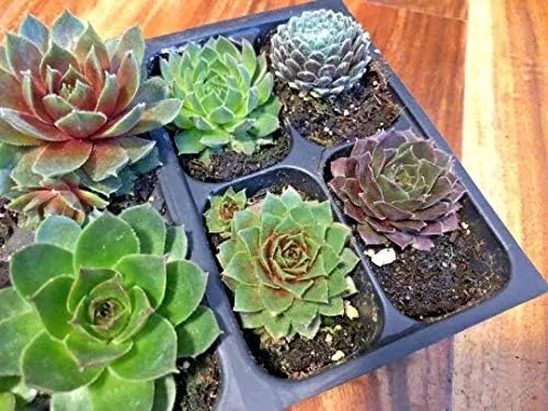 Miniatura 2 de Mini suculentas vivas para boda, recuerdo de ducha, plantas sempervivum, gallinas, pollitos resistentes para jardín de hadas, 12 paquetes