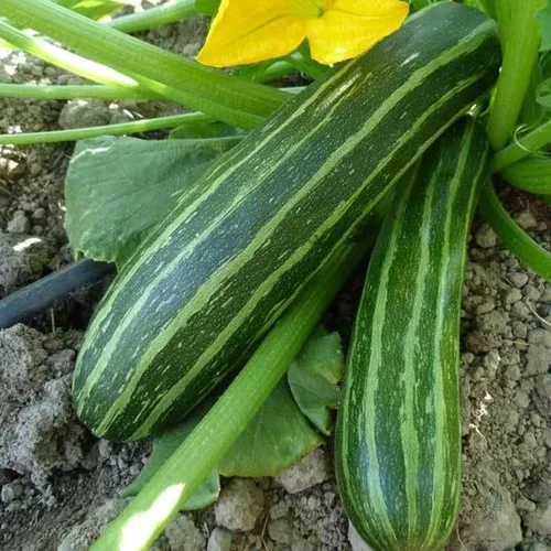 Calabacín orgánico Cocozelle – 1 libra a granel ~ 2,700 semillas – Sin OMG, polinizado abierto, reliquia, semillas de jardinería vegetal – Calabaza
