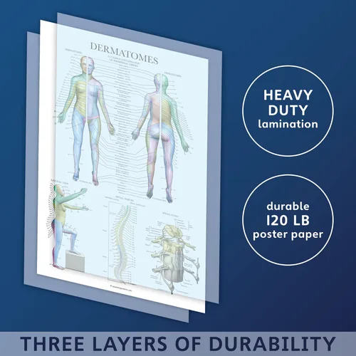 Miniatura 3 de Palace Learning Paquete de 2 pósteres de anatomía del sistema muscular + tabla anatómica de dermatomas