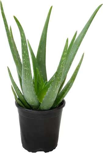 Planta de aloe vera viva en maceta de cultivo de 1G, plantas de interior fáciles, (Aprox. 50.8 cm de altura), suculentas reales, plantas de interior