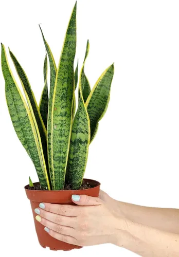 Miniatura 12 de Árbol de dinero trenzado de tocón de Pachira (4 pulgadas), plantas de interior de la suerte, plantas de interior decorativas únicas de 4/6 pulgadas