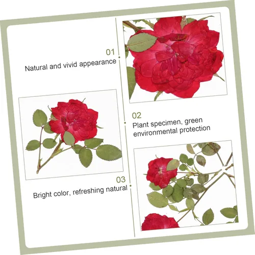 Miniatura 9 de EXCEART 1 juego de flores secas, hojas prensadas secas, tallo de pino prensado real para decorar hojas secas para hacer velas, decoración