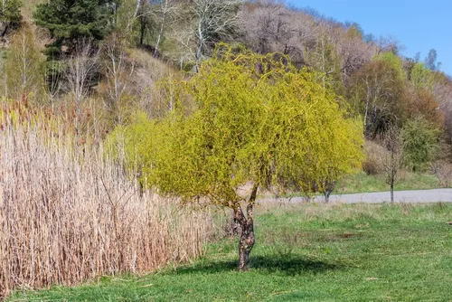 Miniatura 2 de Willow Trees Gold Curly - Árboles atractivos de buena suerte de rápido crecimiento - Este para cultivar árboles de paisaje, jardín o patio.