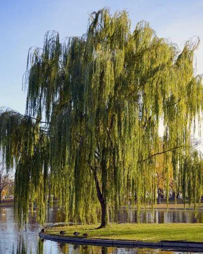 Miniatura 3 de Árbol de sauce llorón, maceta de 1 galón, árbol de sombra de rápido crecimiento Arbor Day Foundation