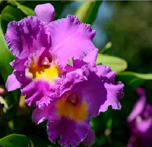 Miniatura 3 de Risalana Hawaiian Cattleya Orchid Plant 2" Pot ~ Grow Hawaii