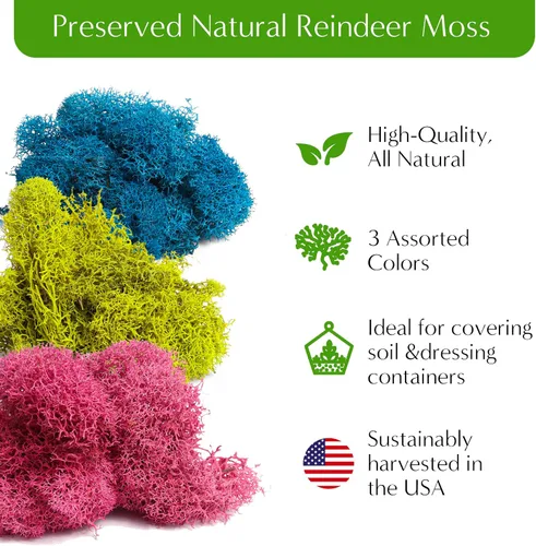 Miniatura 3 de Creations by Nathalie – Kit premium pequeño de terrario DIY para suculentas, cactus y plantas de aire, incluye tierra, musgo, piedras, herramientas