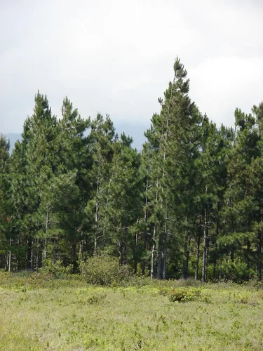 Miniatura 4 de Slash Pine Tree Semillas Premium Pinus elliottii Plants' (Premium Seeds, 20)
