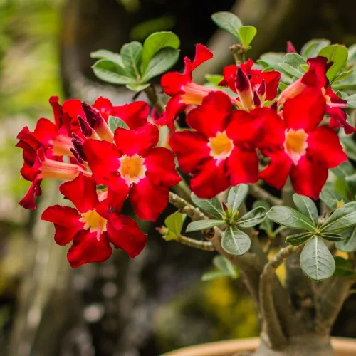 Miniatura 6 de Planta de rosa del desierto Adenium, rosa del desierto para principiantes para plantar en interiores y exteriores, 10-15 cm, plántula suculenta