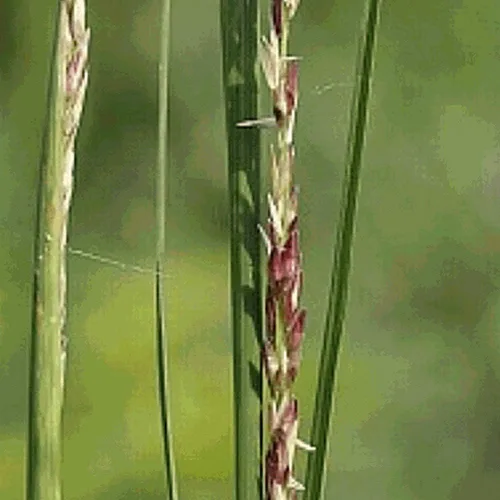 Miniatura 2 de Everwilde Farms - Semillas de hierba nativa de Dropseed áspera de 1 onza - Gold Vault