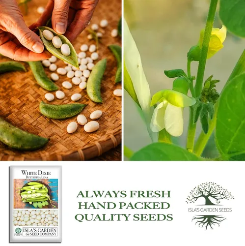 Miniatura 4 de White Dixie Butterpea Lima Bush Semillas de frijol (Phaseolus lunatus) – Más de 25 semillas tradicionales sin OMG de Isla's Garden Seeds, granos