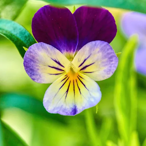 Miniatura 2 de Seed Needs Johnny Jump Up Semillas para plantar violas, reliquia y flores polinizadas abiertas para plantar un jardín de mariposas lleno de flores