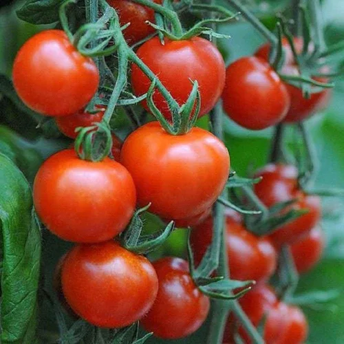 Mountain Magic F1 - Semillas de tomate híbridas (paquete de 20 semillas)