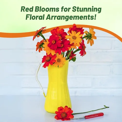 Miniatura 5 de Outsidepride Red Torch - Semillas de girasol mexicano, 1000 semillas anuales Tithonia, de crecimiento rápido, tolerantes al calor y a la sequía