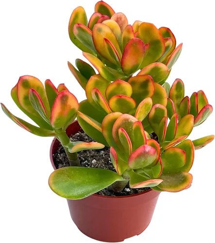 Planta de jade Crassulla Ovata Hummel's Sunset de 4 pulgadas, plantas suculentas vivas, fáciles de cultivar, difíciles de matar, planta de interior