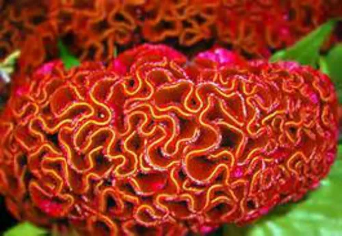 Miniatura 2 de ¡Enorme cerebro Celosia! Crazy Mixed Colors 100 Semillas. ¡Peina! ¡Planta Amish Vieja!