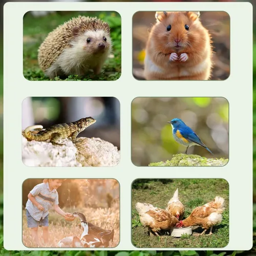 Miniatura 5 de SANSECT Gusanos de harina secos de 5 libras, gusanos de harina secos 100% naturales sin OMG para pollos, alimento para pollos con alto contenido