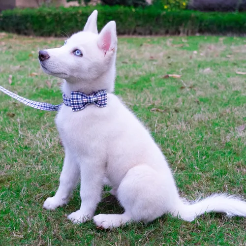 Miniatura 5 de Tunkoo Collar para perro con pajarita, elegante, a cuadros, suave, cómodo, de algodón, ajustable, hebilla de metal premium, pequeño, mediano