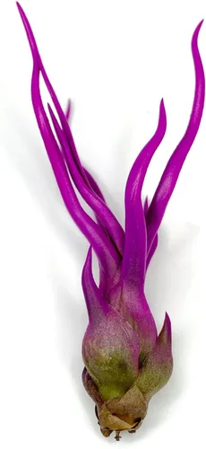 Bulbosa - Planta de aire, planta de aire vivo de Guatemala Tillandsia, llegada saludable garantizada, gran planta de interior, decoración del hogar