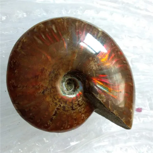 Miniatura 7 de LIXUAN Amonita Fósil Cleoniceras Iridesce Amonita Arco iris Espécimenes fósiles Amolita de Madagascar Fósil