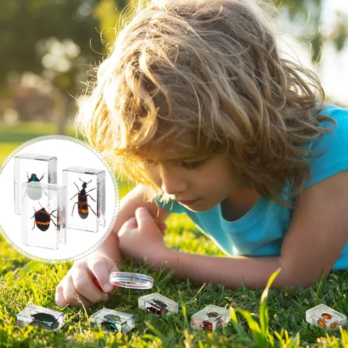 Miniatura 6 de 40 piezas de insectos en resina colección de insectos, pisapapeles, insectos reales en resina, varios espécimenes de insectos para niños