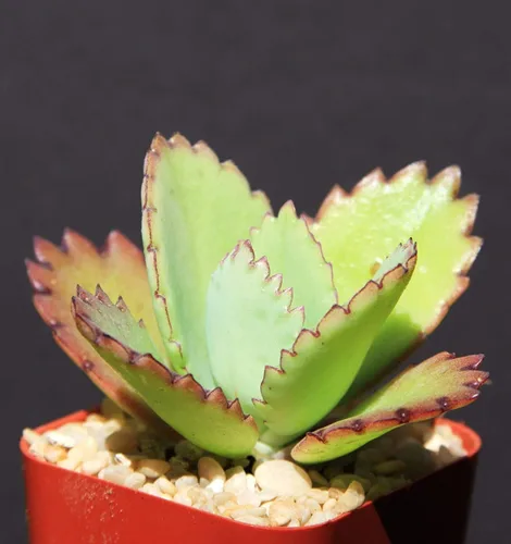 Miniatura 3 de Semillas de suculentas, Kalanchoe daigremontiana, sombrero mexicano, planta rara suculenta exótica, cactus cactus de 2 pulgadas