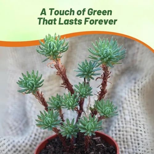 Miniatura 6 de Outsidepride Oracle Sedum Seeds - 100 semillas perennes de cobertura del suelo para plantar, plantas suculentas resistentes al frío y tolerantes al