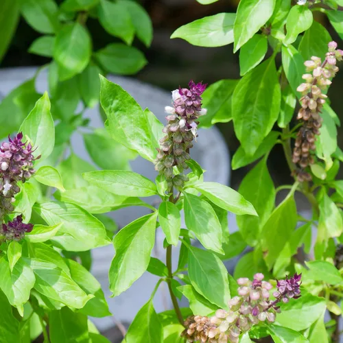 Miniatura 4 de Seed Needs Semillas de albahaca para plantar hierbas de albahaca tailandesa, reliquia sin OMG y sin tratar, cultiva un jardín de hierbas culinarias