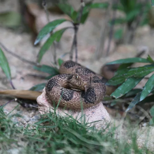Miniatura 5 de SIENON Paquete de 2 juguetes realistas de serpientes falsas, figura de serpiente de goma suave para jardín, ahuyenta pájaros y ardillas, figuras