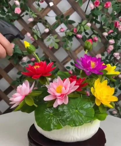 Miniatura 5 de 25 semillas de loto bonsái, tazón de semillas de loto, flor de lirio de agua. Mezcla acuática comestible, semillas de loto ideales para principiantes