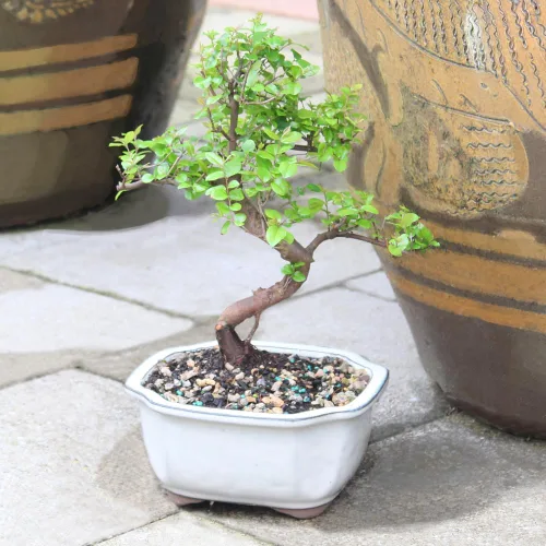 Miniatura 7 de Brussel's Bonsai Árbol bonsái de ciruela dulce china viva, 5 años, 6 a 10 pulgadas, bonsái de interior en maceta de bonsái de cerámica